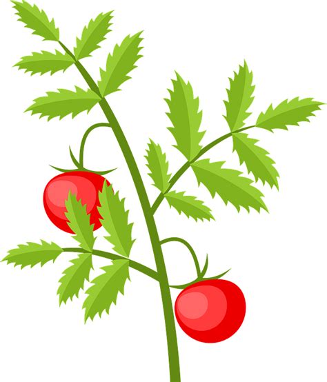 Tomato Plant Clipart Free Download Transparent Png Creazilla