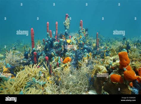 Underwater Reef With Thriving Marine Life Composed By Corals And