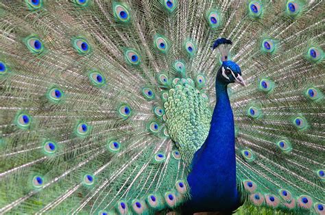 Peacock Showing Off Photograph By Adrienne Bresnahan Fine Art America