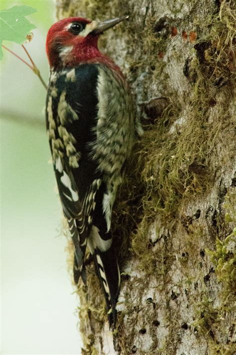 Any of various north and central american woodpeckers of the. Red breasted sapsucker