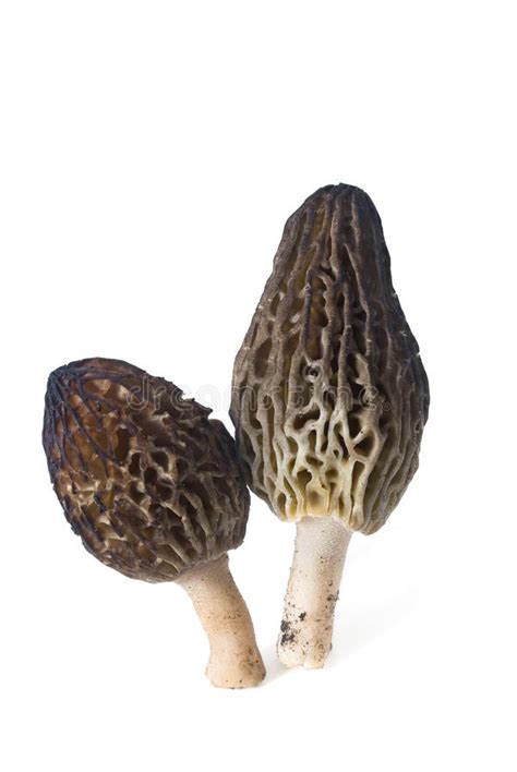 Morchella conica stock photo. Image of spring, fungus - 19524858