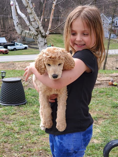 Favorite this post jun 13 oes x poodle puppies (miniature) (tpa) pic hide this posting restore restore this posting. Standard Poodle Puppies For Sale | Traverse City, MI #328010