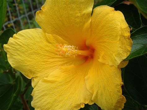 Fort myers yellow tropical hibiscus live plant large sunny golden single flowers starter size 4 inch pot. Country Living's simple delights: Flowers of Tonga