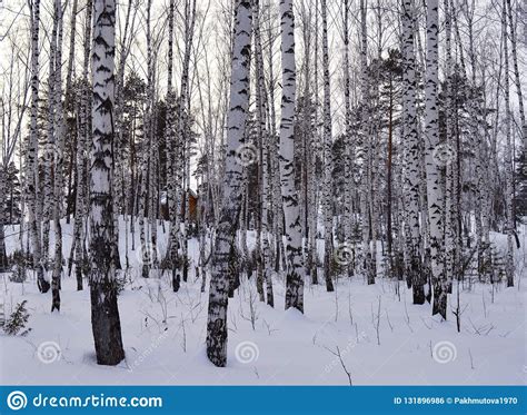 Winter Snow Forest Tree Cold Nature Trees Landscape