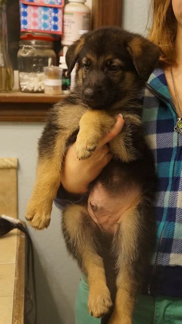 While the german shepherd is highly intelligent and trains fairly easily, they are no picnic for novice owners. PS Shepherds AKC Registered German Shepherd Male Puppies 6 ...