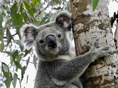 Check spelling or type a new query. Cat's Cradle Boarding Cattery - Gallery