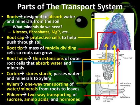 Ppt Transportation In Plants Powerpoint Presentation Free Download