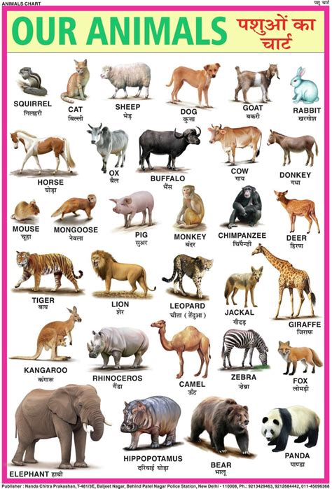 10 Animals Chart