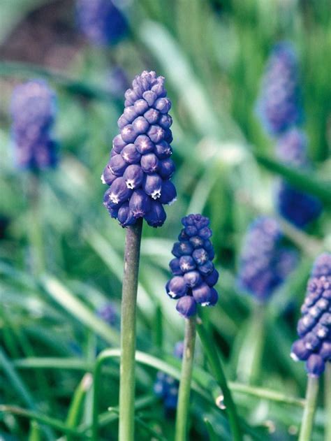 Kojo No Mai With Muscari In A Container Prune Its Roots Each Spring To
