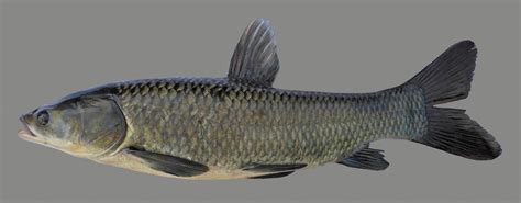 Black Carp Kentucky Department Of Fish And Wildlife