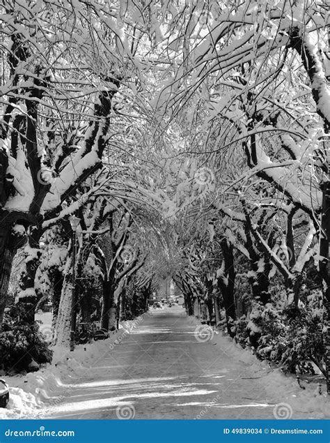 Winter Tunnel Stock Photo Image Of Tree Contrast Alley 49839034