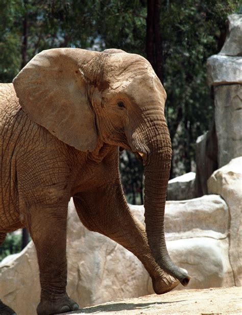 The Elephant In The Room Are Zoos Suitable Homes For The Worlds