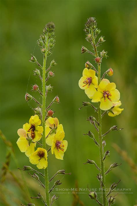 Moth Mullein Makes An Appearance Show Me Nature Photography