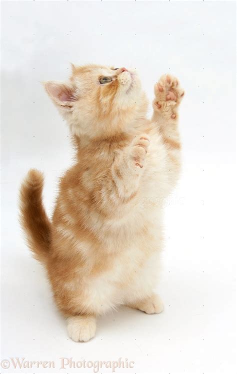 Ginger Kitten Reaching Up Photo Wp18147