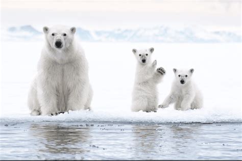Photo Burst Polar Bears And Winter Scenes Lead The Top 10 Images Of
