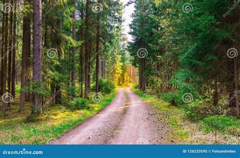 Path In Green Pine Trees Forest With Sunshine At The End Stock Image