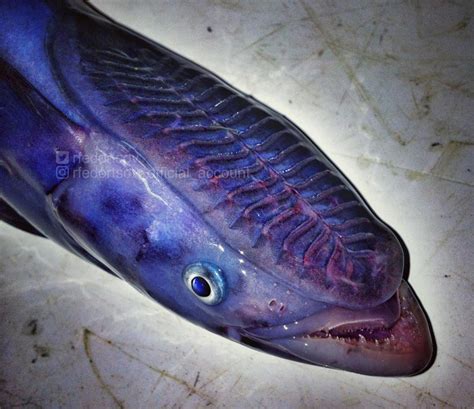 A Close Up Of A Fish On A Table With Blue And Purple Colors In The Water