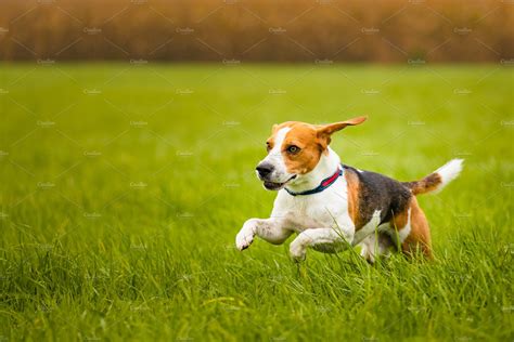 Happy Beagle Dog Running In Autumn Containing Beagle Dog And Breed