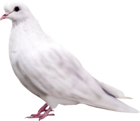 Pigeon Png Image Transparent Image Download Size 500x435px