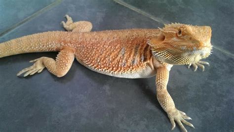 Female Orange Hypo Het Trans Bearded Dragon In Llanelli