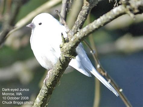Northwest Nature Notes Whats With The White Birds