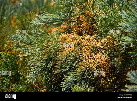 Sequoiadendron Giganteum Twig Hi Res Stock Photography And Images Alamy