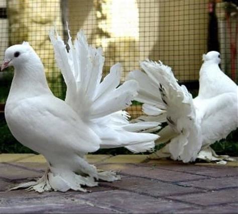 Pure White Feather Feet Fantail Doves Permanently Erected Tails