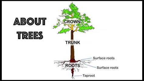 Learn About Trees Tree Parts Youtube