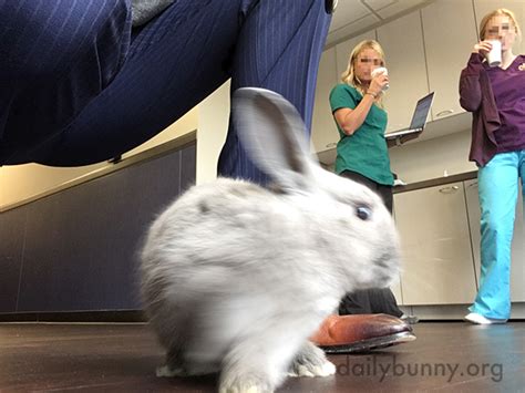Therapy Bunny Makes Patients And Staff Happy — The Daily Bunny