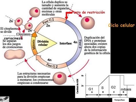 Y La Vida Evolucion Ciclo Celular Cromosomas Y Mitosis