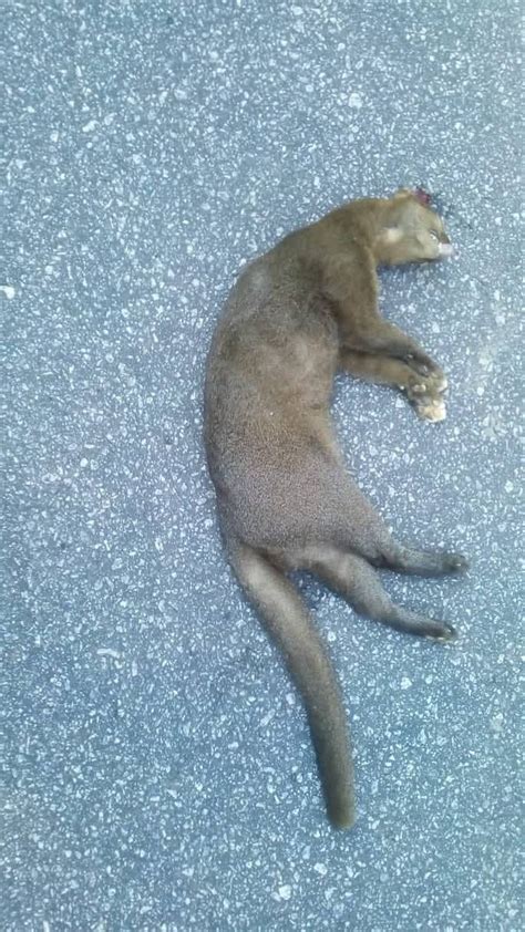 Gato Mourisco Morre Atropelado Em Macaé Rj E Motiva Pesquisa Sobre A