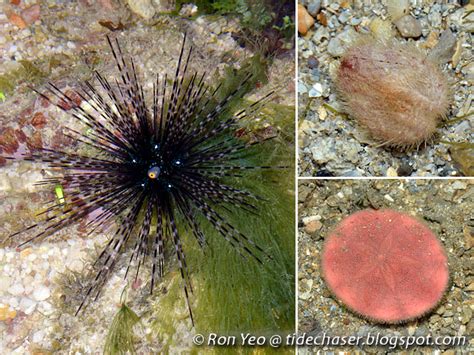 The Tide Chaser Echinoderms Phylum Echinodermata Of