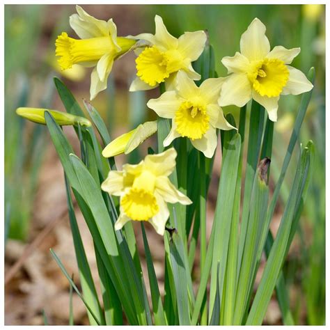 Woodland Bulbs 100 X Wild Daffodil Bulbs Lent Lily Lobularis
