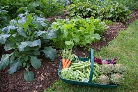 We did not find results for: How to Prepare Soil for Vegetable Garden | Balcony Garden Web