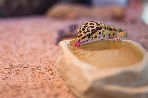 Should I Keep My Leopard Gecko On Sand The Nature Nook