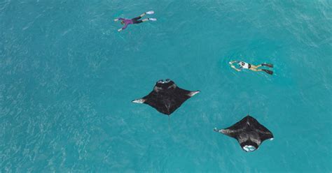 Visit Maldives News Snorkel With Manta Rays And Discover Diverse