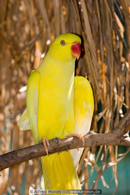 Photo Of Yellow Parakeet Bird Park Kuala Lumpur Malaysia