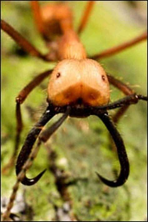 The Savage Beautiful World Of Army Ants Npr