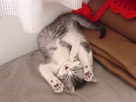 The loafer sleeping position means that a cat is quite happy with its surroundings and is enjoying them to the fullest. Cute and Funny Cats Sleeping in Weird Positions ...