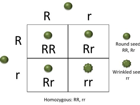 A Dihybrid Cross Involves The Crossing Of Just One Trait Bestseller