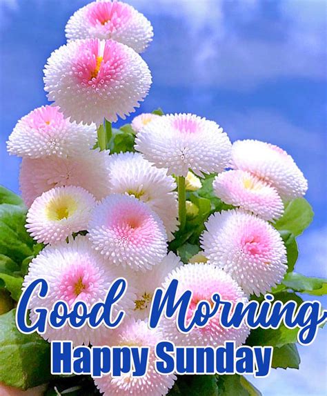 145+ Happy Sunday Good Morning Wallpaper Download - WhatsappImages