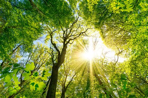 Sun Shines Through The Treetops Stock Photo Download Image Now Istock