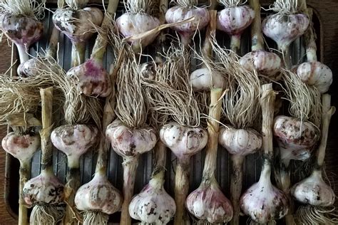 Growing garlic for beginners - Northern Nevada Horticulture