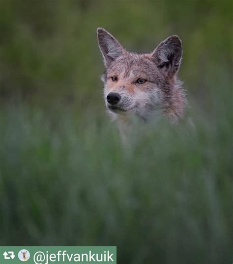 Coyote Watch Canada On Instagram North Americas Song Dog Beautiful