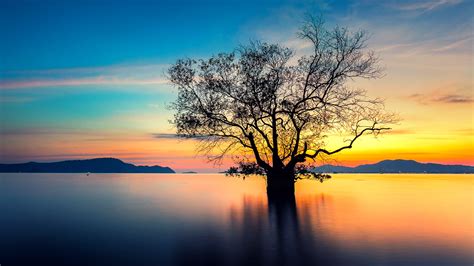 Sunset With Dead Tree Phuket Thailand Windows 10 Spotlight Images