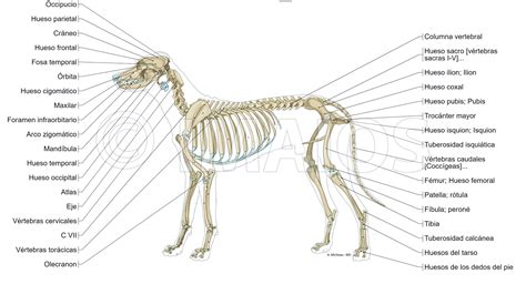 Anatomía Del Perro Huesos Cuantos Huesos Tiene