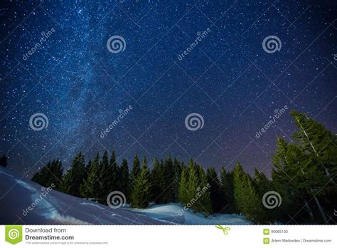 Beautifull Scenery Of A Night Winter Starry Sky Above Pine