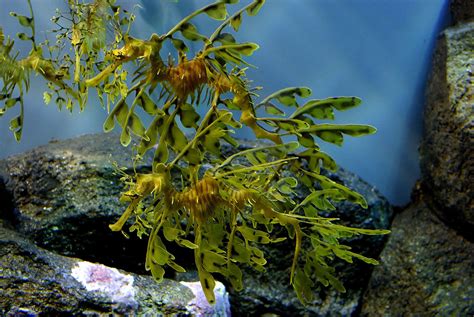 Leafy Sea Dragon These Creatures Have Amazing Camouflage A Flickr