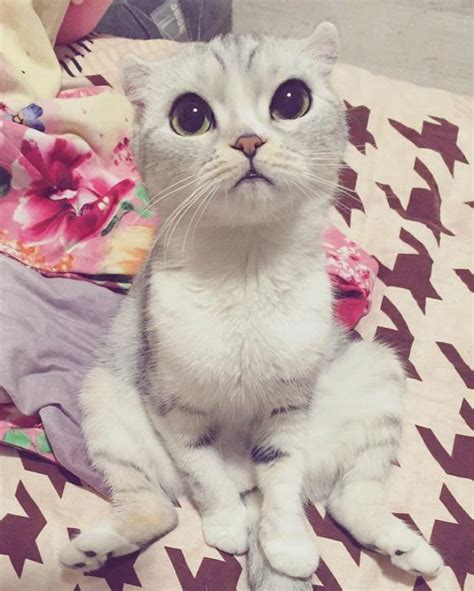 Hana Kitty Scottish Fold Domestic Cat Big Eyes Four Legged Cat