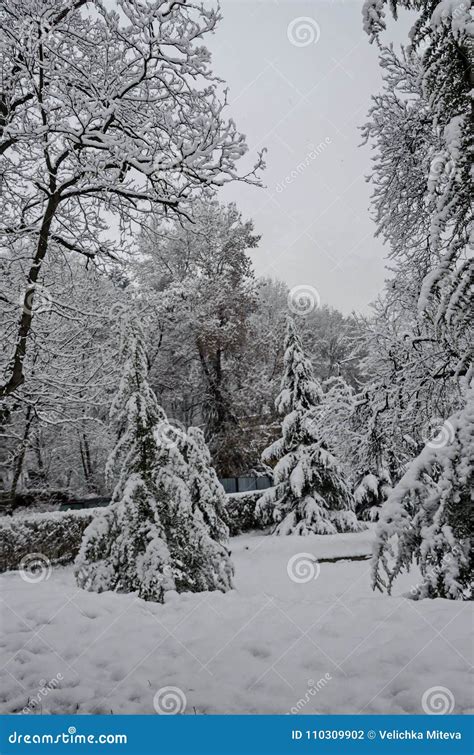 Majestic View Of Snowy Trees In Winter Park Bankya Stock Photo Image